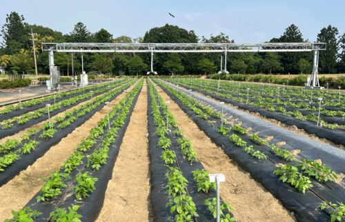 Neatly planted rows of crops.