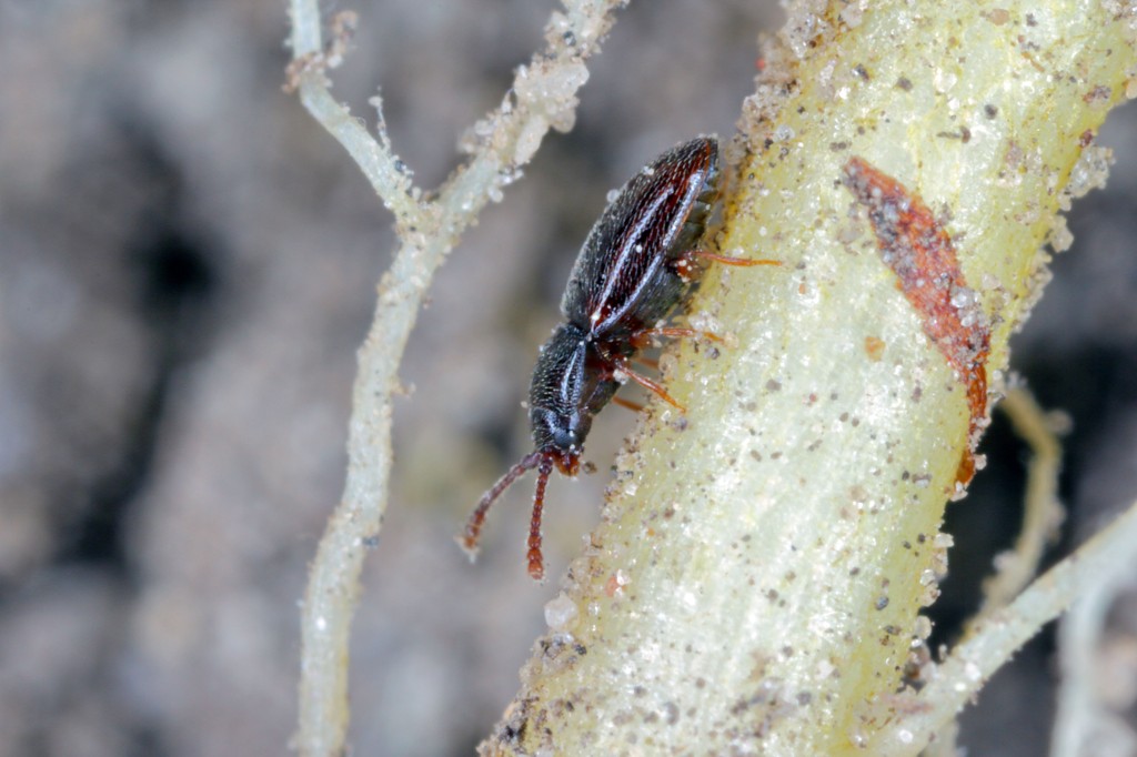 Pygmy mangold beetle - Atomaria linearis on sugar beet root.