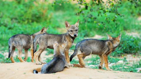 Representative image: Indian gray wolf pups.  (Molina Khimani/ TOI Jaipur)