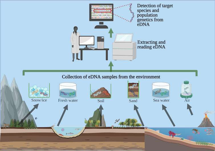 Diagram illustrating eDNA collection sources and analysis workflow
