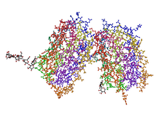 3D model of the structure of human interferon beta