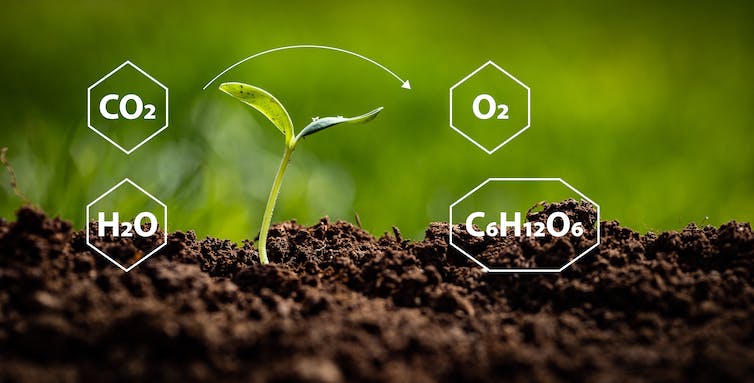 Representation of the chemical reactions in the photosynthesis process with carbon dioxide, water, oxygen and glucose formulas placed around the newly emerged plant on fertile soil.